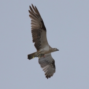 Pandion haliaetus at Wellington Point, QLD - 5 Nov 2023