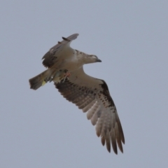 Pandion haliaetus at Wellington Point, QLD - 5 Nov 2023