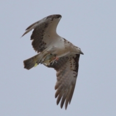 Pandion haliaetus at Wellington Point, QLD - 5 Nov 2023