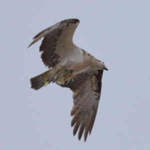 Pandion haliaetus at Wellington Point, QLD - suppressed