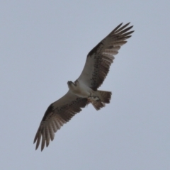 Pandion haliaetus at Wellington Point, QLD - 5 Nov 2023