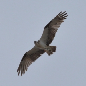 Pandion haliaetus at Wellington Point, QLD - suppressed