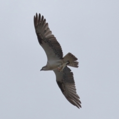 Pandion haliaetus at Wellington Point, QLD - 5 Nov 2023