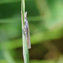 Unidentified Moth (Lepidoptera) at WREN Reserves - 5 Nov 2023 by KylieWaldon