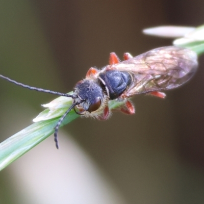 Unidentified Flower wasp (Scoliidae or Tiphiidae) at Wodonga, VIC - 5 Nov 2023 by KylieWaldon