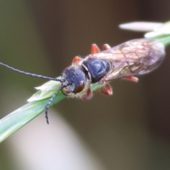 Unidentified Flower wasp (Scoliidae or Tiphiidae) at Wodonga - 5 Nov 2023 by KylieWaldon