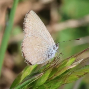 Zizina otis at WREN Reserves - 6 Nov 2023