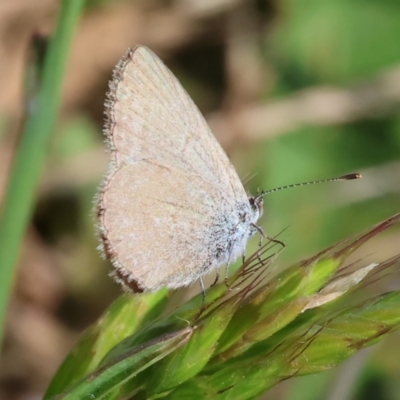 Zizina otis (Common Grass-Blue) at WREN Reserves - 5 Nov 2023 by KylieWaldon