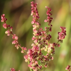 Rumex acetosella at Wodonga - 6 Nov 2023