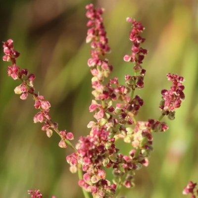 Rumex acetosella (Sheep Sorrel) at Wodonga, VIC - 5 Nov 2023 by KylieWaldon