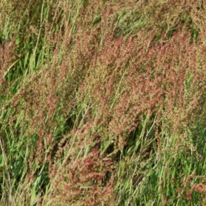 Rumex acetosella at Wodonga - 6 Nov 2023