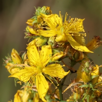 Hypericum perforatum (St John's Wort) at WREN Reserves - 6 Nov 2023 by KylieWaldon