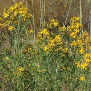 Hypericum perforatum at WREN Reserves - 6 Nov 2023 08:25 AM