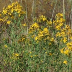 Hypericum perforatum at WREN Reserves - 6 Nov 2023