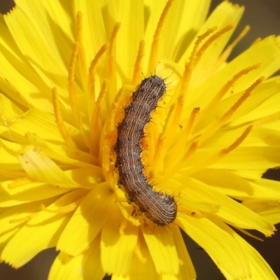 Unidentified Moth (Lepidoptera) at Wodonga - 5 Nov 2023 by KylieWaldon