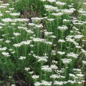 Cassinia aculeata subsp. aculeata at WREN Reserves - 6 Nov 2023