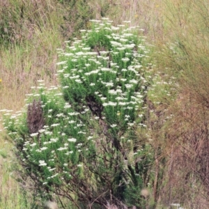 Cassinia aculeata subsp. aculeata at WREN Reserves - 6 Nov 2023