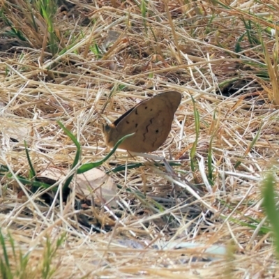 Heteronympha merope (Common Brown Butterfly) at Wodonga - 5 Nov 2023 by KylieWaldon