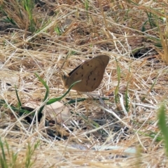 Unidentified Nymph (Nymphalidae) at Wodonga, VIC - 5 Nov 2023 by KylieWaldon