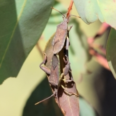 Amorbus sp. (genus) (Eucalyptus Tip bug) at Wodonga - 5 Nov 2023 by KylieWaldon