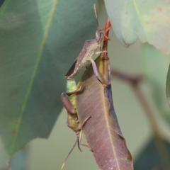Amorbus sp. (genus) at WREN Reserves - 6 Nov 2023