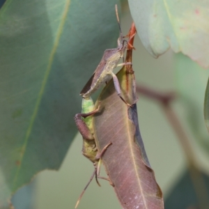 Amorbus sp. (genus) at WREN Reserves - 6 Nov 2023