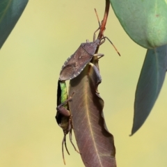 Amorbus sp. (genus) at WREN Reserves - 6 Nov 2023