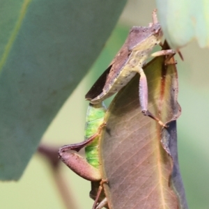 Amorbus sp. (genus) at WREN Reserves - 6 Nov 2023