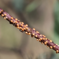 Eriococcus coriaceus (Gumtree Scale) at WREN Reserves - 6 Nov 2023 by KylieWaldon