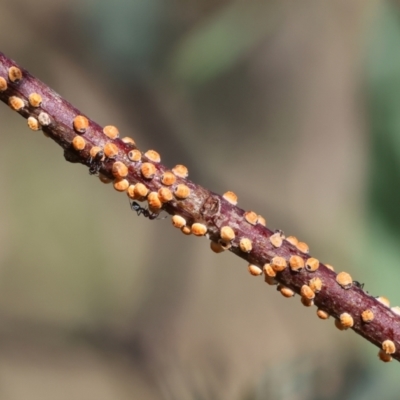 Eriococcus coriaceus (Gumtree Scale) at WREN Reserves - 6 Nov 2023 by KylieWaldon