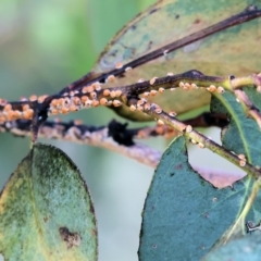 Eriococcus coriaceus at WREN Reserves - 6 Nov 2023 08:32 AM