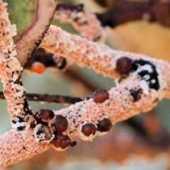 Eriococcus coriaceus at WREN Reserves - 6 Nov 2023 08:32 AM