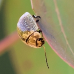 Paropsisterna cloelia at Wodonga - 5 Nov 2023 by KylieWaldon