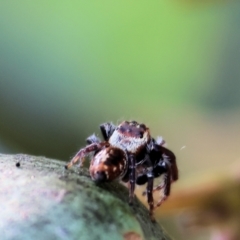 Unverified Jumping or peacock spider (Salticidae) at WREN Reserves - 6 Nov 2023 by KylieWaldon