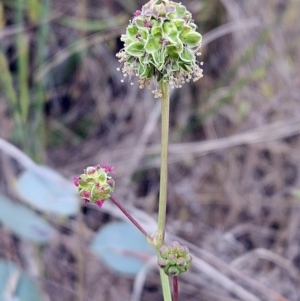 Sanguisorba minor at The Pinnacle - 7 Nov 2023 02:07 PM