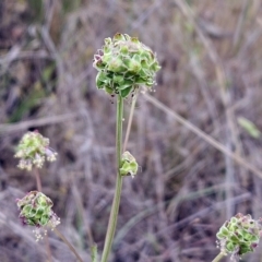 Sanguisorba minor at The Pinnacle - 7 Nov 2023