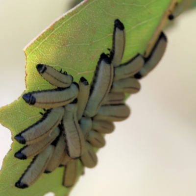 Unidentified Leaf beetle (Chrysomelidae) at WREN Reserves - 5 Nov 2023 by KylieWaldon