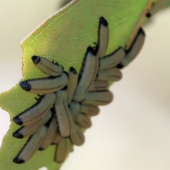 Unidentified Leaf beetle (Chrysomelidae) at Wodonga, VIC - 5 Nov 2023 by KylieWaldon