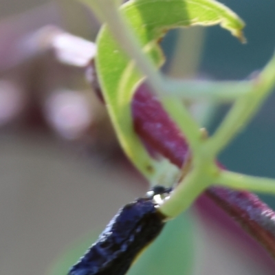 Unidentified Beetle (Coleoptera) at Wodonga - 5 Nov 2023 by KylieWaldon