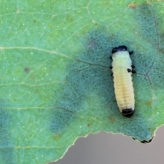 Unidentified Leaf beetle (Chrysomelidae) at WREN Reserves - 5 Nov 2023 by KylieWaldon