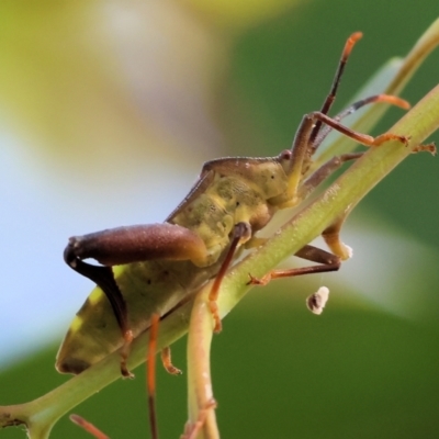 Unidentified Assassin bug (Reduviidae) at Wodonga, VIC - 5 Nov 2023 by KylieWaldon