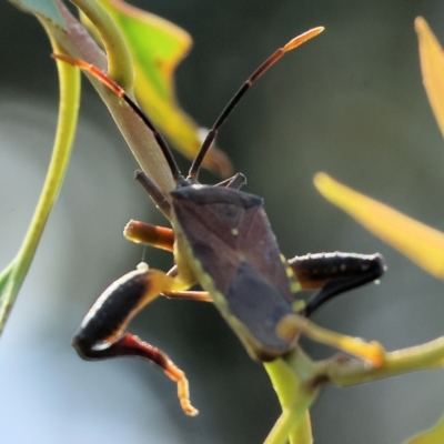 Amorbus alternatus (Eucalyptus Tip Bug) at WREN Reserves - 6 Nov 2023 by KylieWaldon