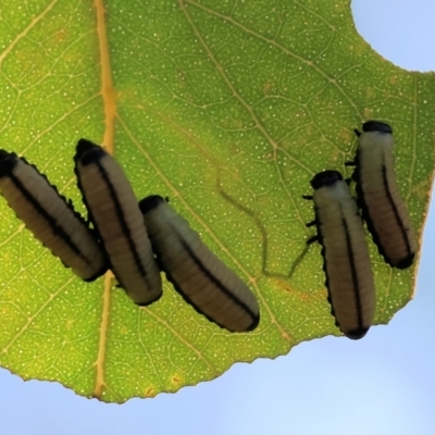 Unidentified Leaf beetle (Chrysomelidae) at Wodonga - 5 Nov 2023 by KylieWaldon