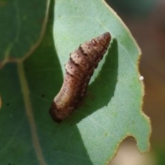 Unidentified Leaf beetle (Chrysomelidae) at WREN Reserves - 5 Nov 2023 by KylieWaldon