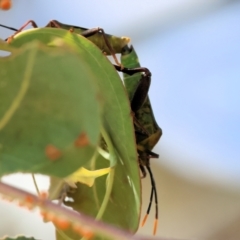 Pentatomidae (family) (Shield or Stink bug) at WREN Reserves - 6 Nov 2023 by KylieWaldon