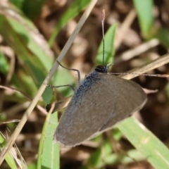 Zizina otis (Common Grass-Blue) at Wodonga - 5 Nov 2023 by KylieWaldon