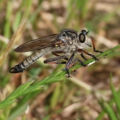 Unidentified Robber fly (Asilidae) at Wodonga, VIC - 5 Nov 2023 by KylieWaldon