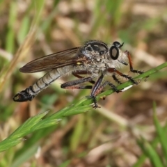Unidentified Robber fly (Asilidae) at Wodonga - 5 Nov 2023 by KylieWaldon