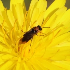 Unidentified True fly (Diptera) at Wodonga, VIC - 5 Nov 2023 by KylieWaldon