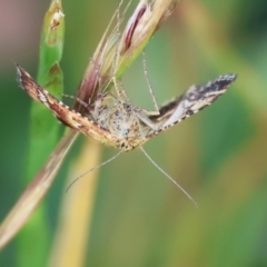 Unidentified Geometer moth (Geometridae) at WREN Reserves - 5 Nov 2023 by KylieWaldon